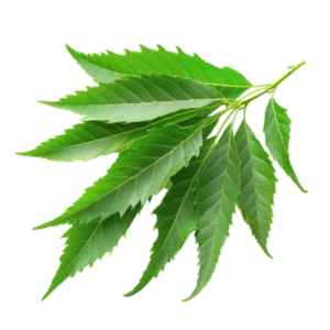 Neem