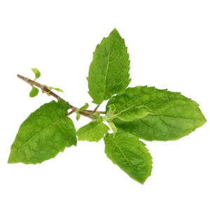 Tulsi