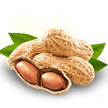 groundnut