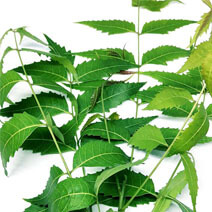 azadirachta indica