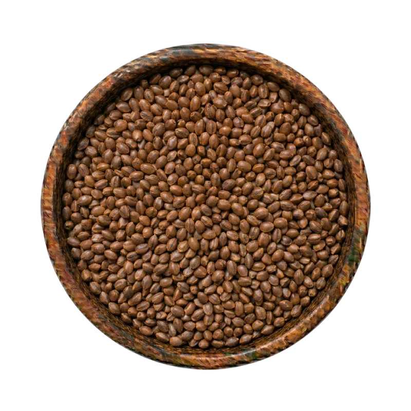 Cassia Tora